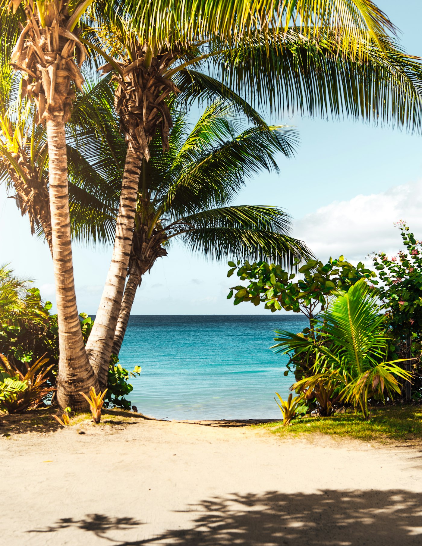 Palm trees over a tropical beach on the Pacific coast